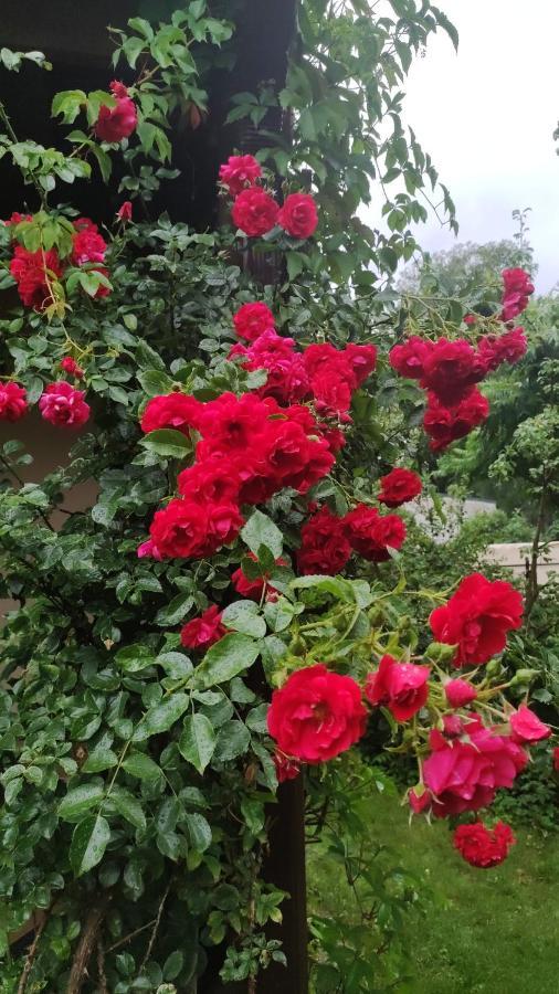 Boutigue City House With Terrace And Garden Free Parking ريغا المظهر الخارجي الصورة